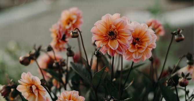 Registered Physical Therapy