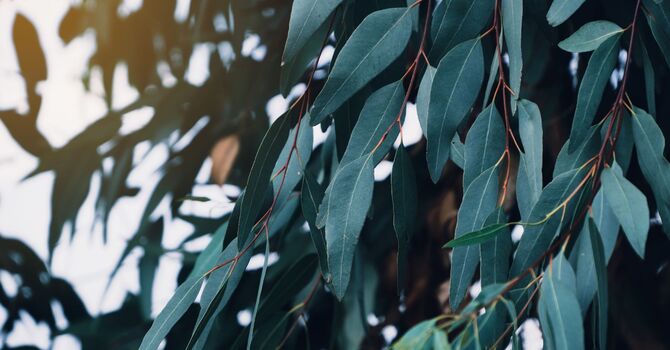 Registered Physical Therapy