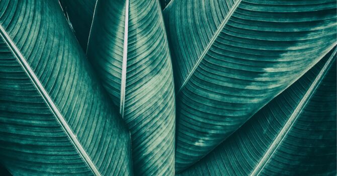 Registered Massage Therapy